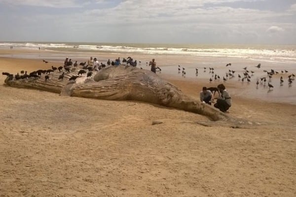 Baleia em estado de decomposição encalha na praia de Guriri