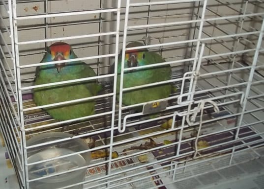 Papagaios ameaçados de extinção e retirados da fauna kennedense são resgatados em Alfredo Chaves
