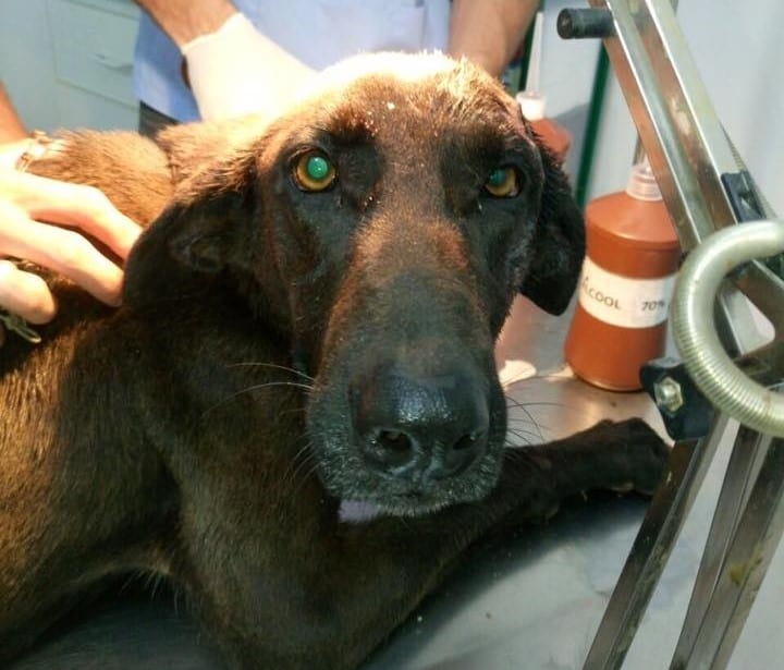 Cadela sobrevive após ser atingida por tiros na cabeça em Cachoeiro de Itapemirim