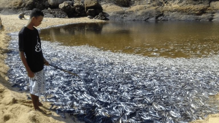 Falta de oxigênio na água causou a morte de milhares de peixes em Vila Velha, diz Iema