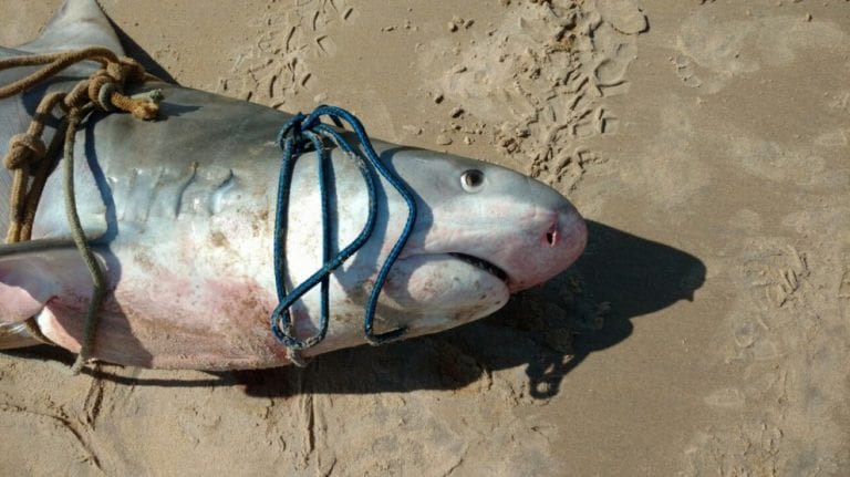 Tubarão é encontrado morto em praia de Itaúnas