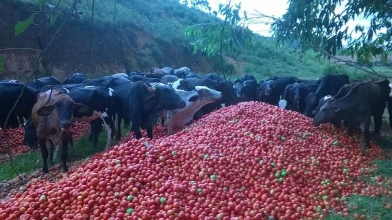 Com preço baixo, toneladas de tomates são descartadas em Ibitirama