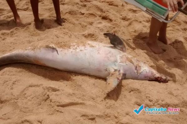 Boto-cinza é encontrado morto em Vila Velha