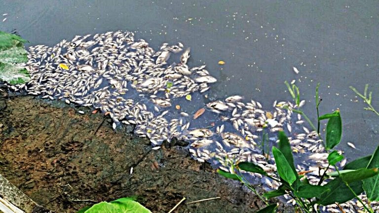 Moradores preocupados com centenas de peixes mortos no rio Meaípe