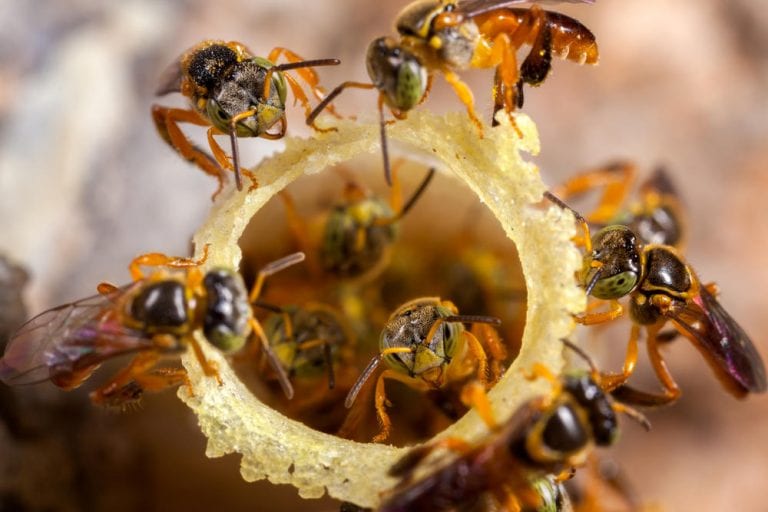 Especial: A extinção das abelhas poderia acabar com a vida na terra