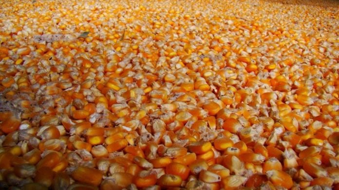 Governo libera milho para agricultores do Espírito Santo