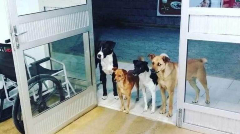 Morador de rua vai para o hospital e seus 4 cachorros esperam pacientes na porta