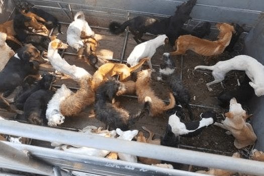BARBÁRIE: Polícia prende família que vendia carne de cachorro em Guarapari