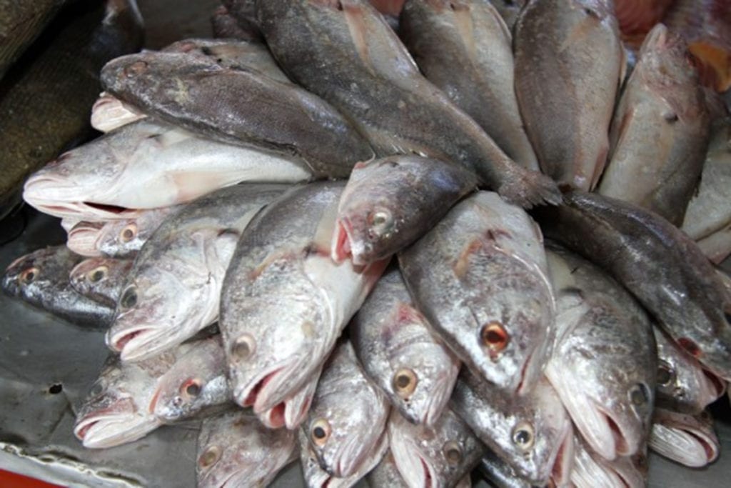 Prefeitura de Itapemirim compra R$ 3.484.800 milhões em peixes