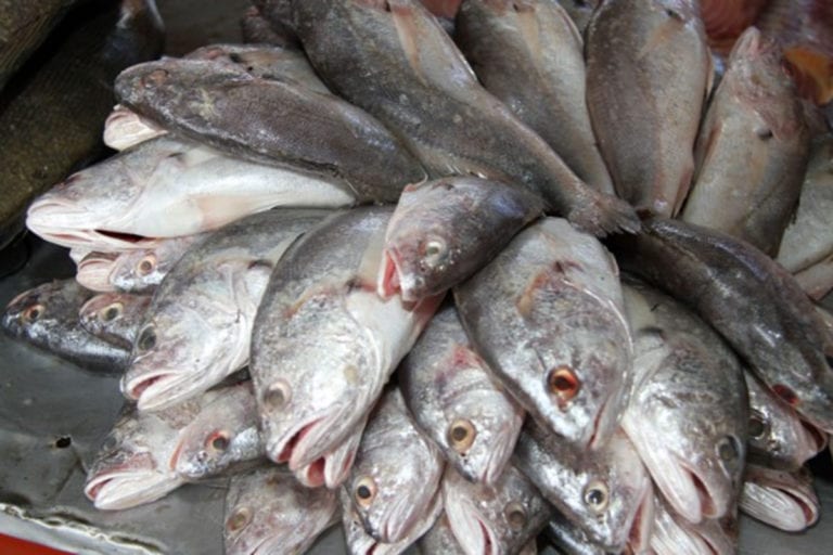 Prefeitura de Itapemirim compra R$ 3.484,00 milhões em peixes