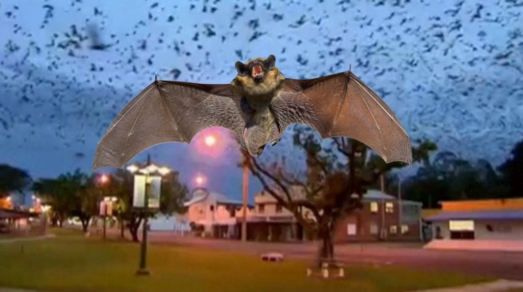 VÍDEO: Infestação de Morcegos na Austrália faz cidade ficar confinada.