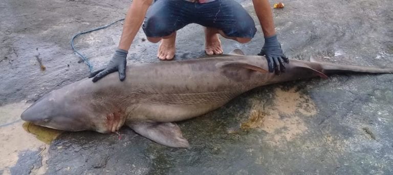 Tubarão capturado na praia de Meaípe em Guarapari. Ele tinha 80kg