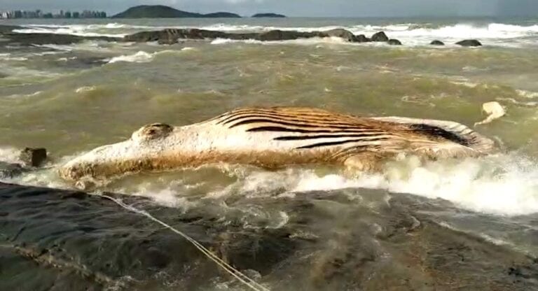Baleias encontradas mortas em praias da Grande Vitória foram removidas neste domingo