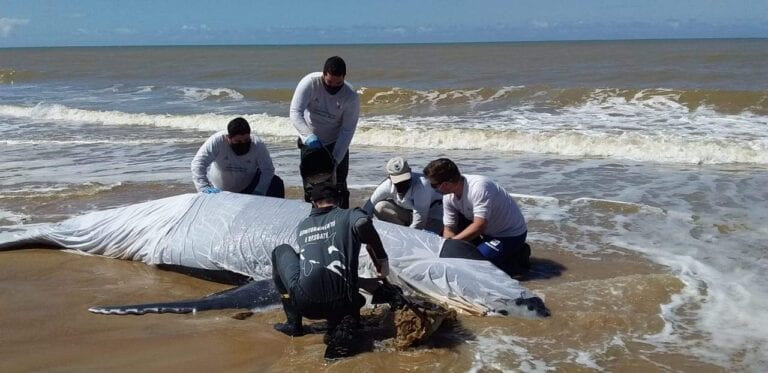 Filhotes de baleia jubarte são encontrados em Marataízes e Guaraparí
