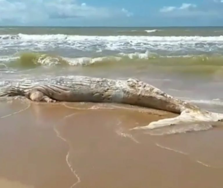 ALERTA: mais uma baleia-jubarte morta em Guarapari