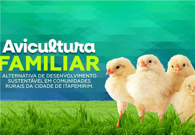 Programa de avicultura beneficia 500 famílias de áreas rurais com 50 mil pintinhos