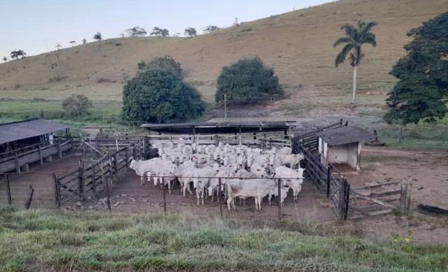 Ação conjunta recupera 66 cabeças de gado em Mimoso do Sul