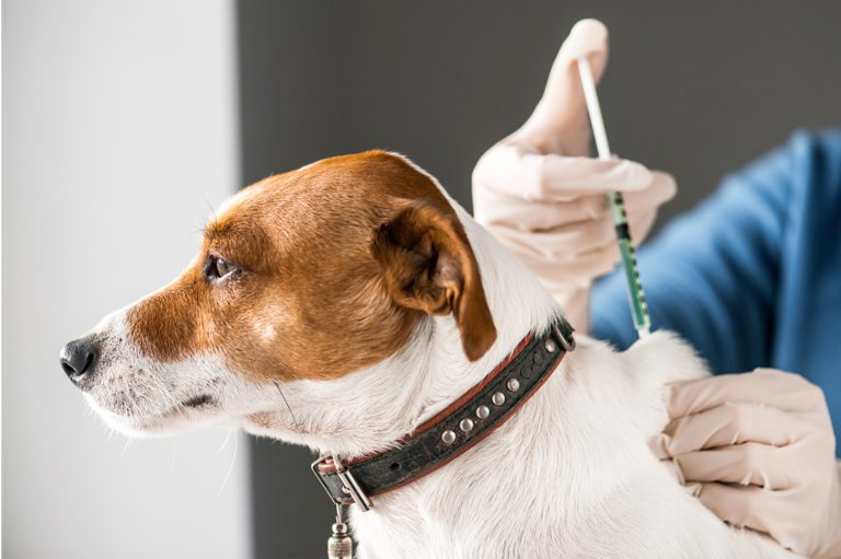 Unidade Zoonoses de Linhares recebe doses de vacina para cães e gatos