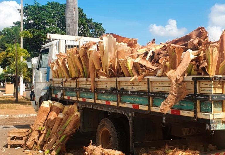 CONFIRA OS LOCAIS DE VENDA AUTORIZADA DE PALMITO EM COLATINA