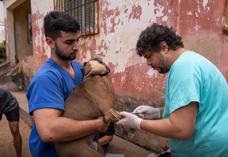 Marataízes: inicia serviço gratuito de castração de cães e gatos