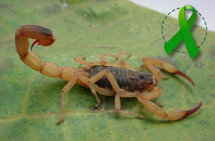 
			No Abril Verde, Secretaria de Saúde de Jaguaré alerta para riscos de acidentes com escorpiões        