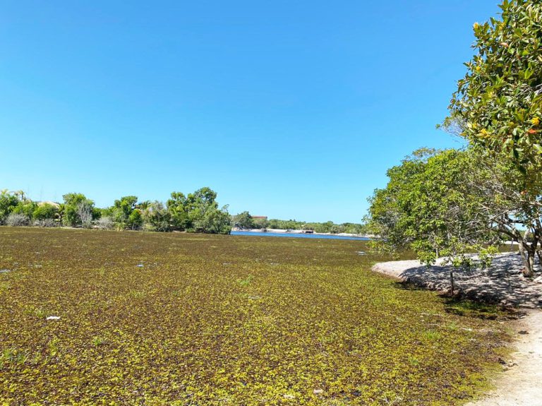 Itapemirim: Plantas aquáticas cobrem Lagoa Guanandy e causa pode ser esgoto