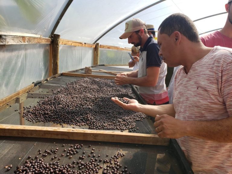 Produtores visitam terreiros suspensos para secagem de café em Afonso Cláudio   		