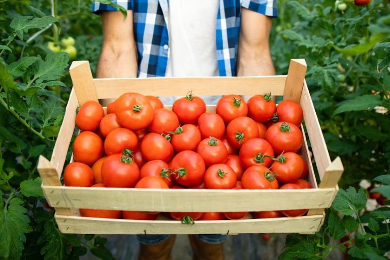 Tomate e cebola estão mais baratos nos supermercados de Linhares