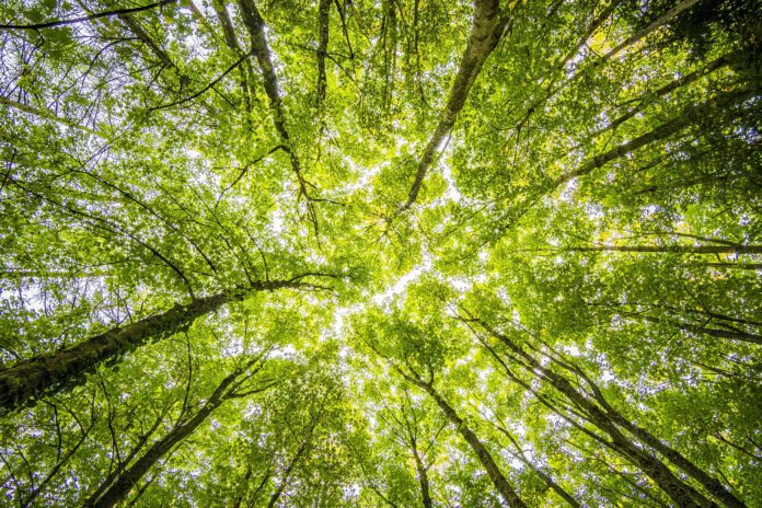 Dia Mundial do Meio Ambiente com várias ações em Piúma