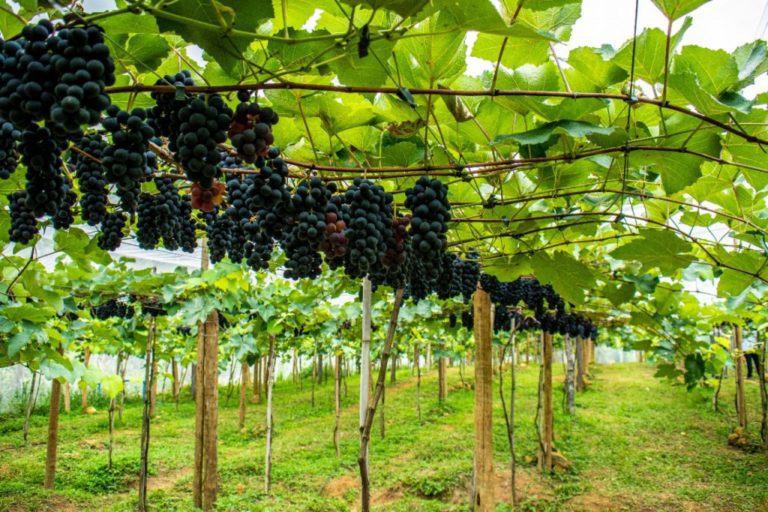 Lançamento da segunda colheita da uva do Programa Municipal de Fruticultura será neste sábado (11/6) em Linhares