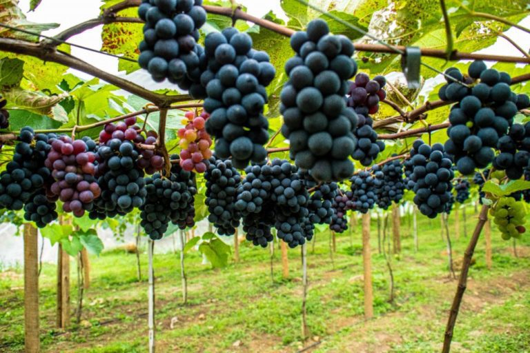 Leco do Acordeon anima lançamento da colheita da uva em São Rafael que acontece em supermercado da cidade neste sábado (11)   		