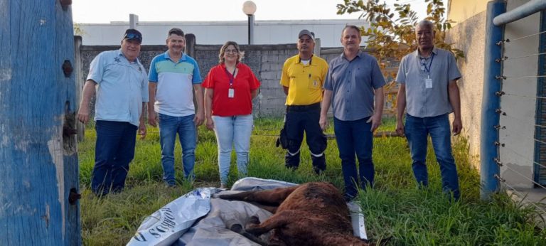 Potra em situação debilitada é resgatada no bairro Jardim Laguna e encaminhada para Zoonoses, onde se recupera