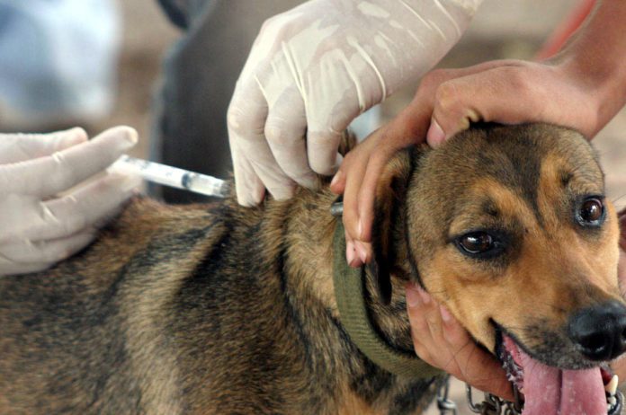 Vacinação em cães e gatos contra a raiva chega aos distritos do Farias e Guaxe