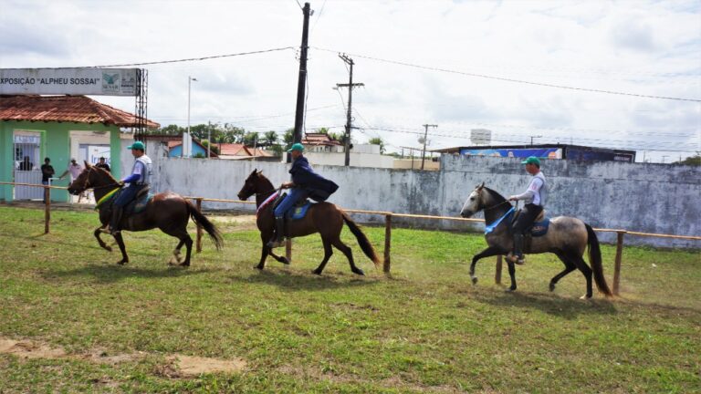 
			1ª Copa de Marcha do Cavalo Mangalarga Marchador de Jaguaré reúne cerca de 50 animais da raça no município        