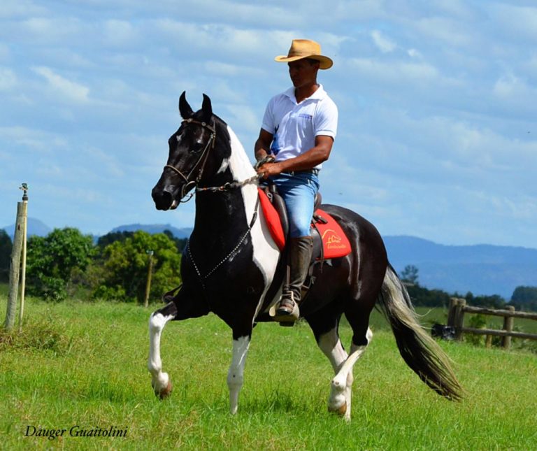 
			Jaguaré sedia 1ª Copa Marcha do Cavalo Mangalarga Marchador        