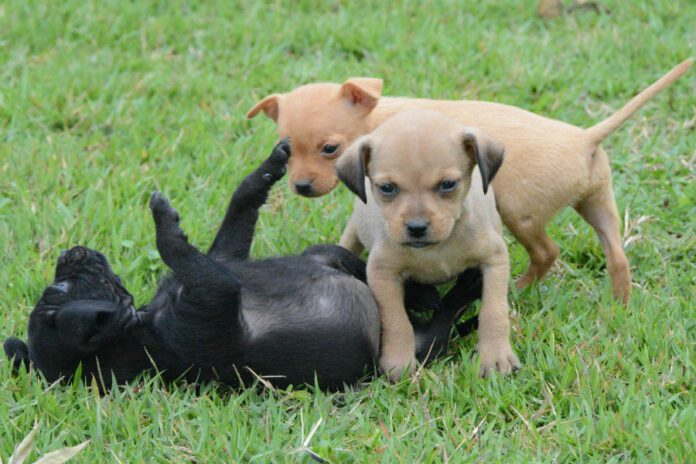 Dia D: vacinação de cães e gatos acontece neste sábado (3) em 34 pontos de imunização