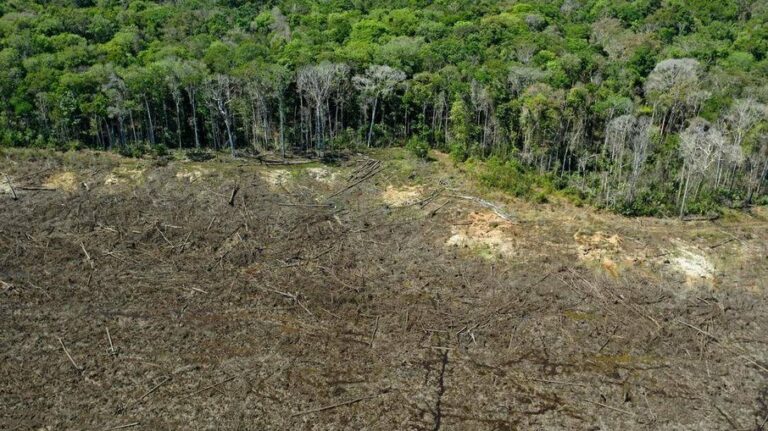 Zerar desmatamento da Amazônia é uma das recomendações