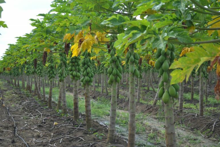 Linhares será sede do Simpósio do Papaya Brasileiro na próxima semana
