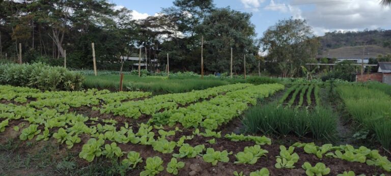 Hortões municipais já produziram 6,6 toneladas de legumes e mais de 720 caixas de folhas e verduras
