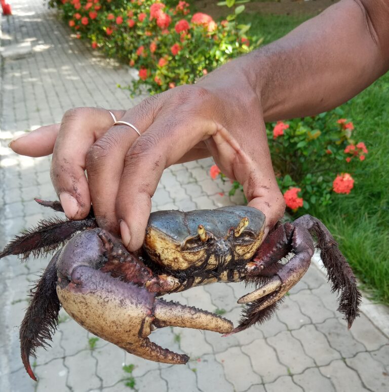 O Período de defeso do caranguejo-uçá segue até o dia 31 de dezembro 