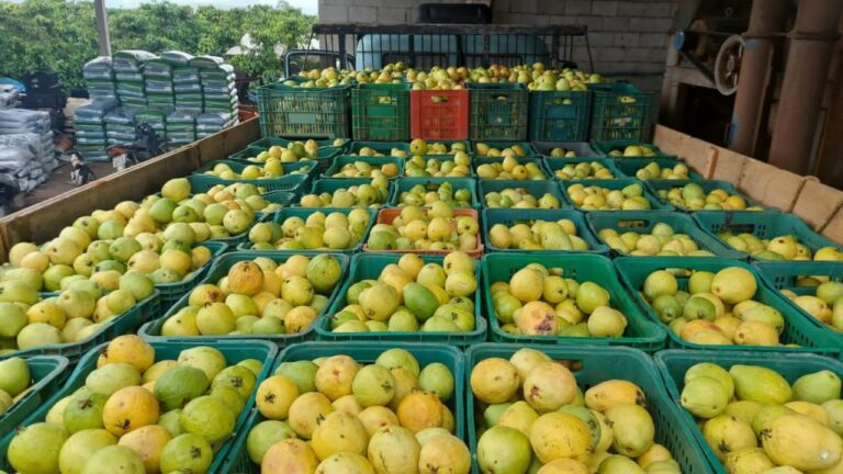 Goiaba produzida em polo de fruticultura de Linhares conquista mercado nacional   		
