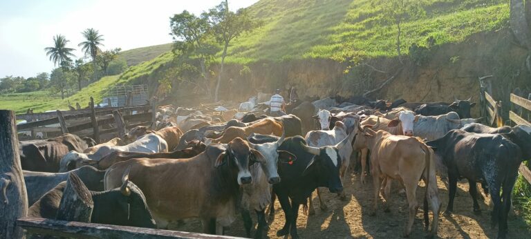 Polícia Civil identifica e localiza suspeitos de receptar cabeças de gado adquiridas com golpe de estelionato
