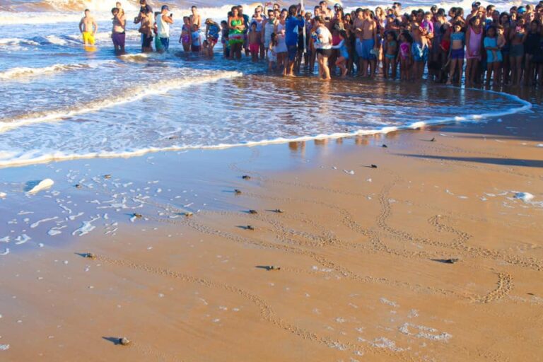 Temporada de caminhada de tartarugas marinhas começa neste sábado (7) nas praias de Regência e Povoação   		