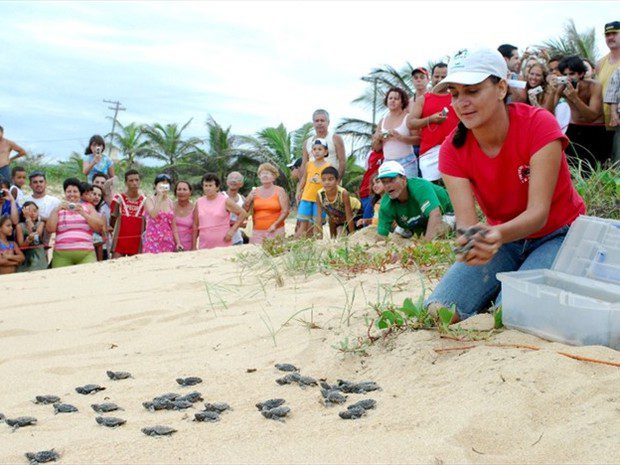 Abertura de ninhos de tartarugas hoje (05) em Anchieta