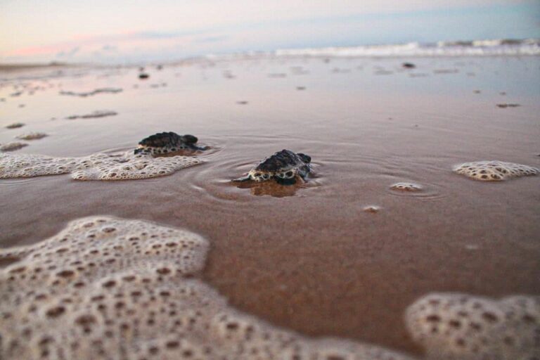 Policias militares guiam tartarugas até o mar; Secretaria de Meio ambiente orienta sobre a preservação da espécie   		
