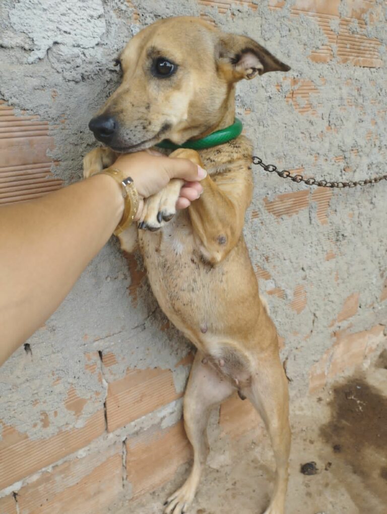 Itapemirim: fiscalização ambiental flagra situação de maus-tratos a diversos animais em Itaipava