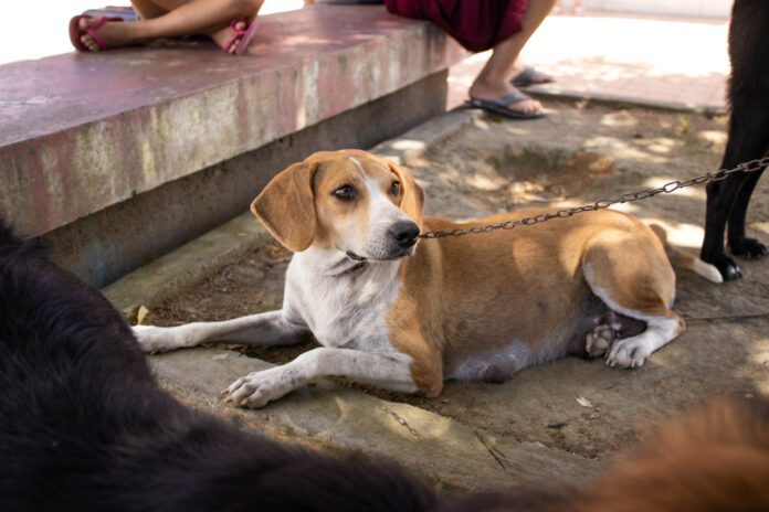 O Projeto Castra Pet Piúma atinge a marca de 600 animais CASTRADOS