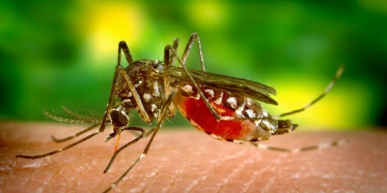 Ações no combate a dengue. Saiba o motivo do carro fumacê não ser mais utilizado