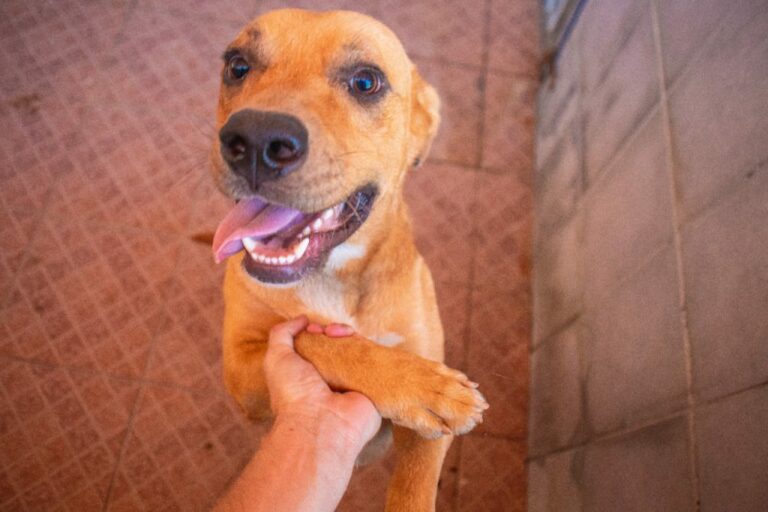 Prefeitura de Linhares se une a campanha contra a crueldade de animais   		