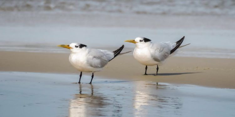 Estado de alerta: Marataízes e Vitória registram casos inéditos de gripe aviária em aves marinhas no Brasil